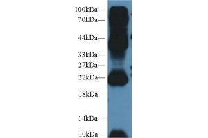 Western Blot; Sample: Mouse Testis lysate; Primary Ab: 2µg/ml Rabbit Anti-Human AGR2 Antibody Second Ab: 0. (AGR2 anticorps  (AA 21-175))