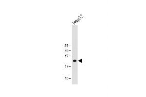Anti-ID1 Antibody (Center) at 1:1000 dilution + HepG2 whole cell lysate Lysates/proteins at 20 μg per lane. (ID1 anticorps  (AA 66-93))