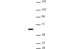 PRMT2 antibody (pAb) tested by Western blot. (PRMT2 anticorps  (N-Term))