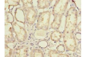 Immunohistochemistry of paraffin-embedded human kidney tissue using ABIN7142419 at dilution of 1:100 (MRPL44 anticorps  (AA 31-332))