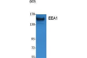 Western Blotting (WB) image for anti-Early Endosome Antigen 1 (EEA1) (N-Term) antibody (ABIN3187597) (EEA1 anticorps  (N-Term))