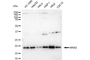 Western blotting analysis using HRAS antibody (ABIN7799002). (Recombinant HRAS anticorps)