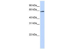AIFM3 antibody used at 1 ug/ml to detect target protein. (AIFM3 anticorps  (Middle Region))