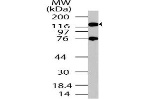 Image no. 1 for anti-Period Circadian Protein 2 (PER2) (AA 700-900) antibody (ABIN5027440) (PER2 anticorps  (AA 700-900))