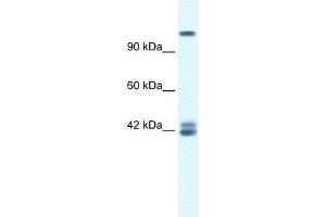 GRIN2C antibody used at 0. (GRIN2C anticorps  (N-Term))