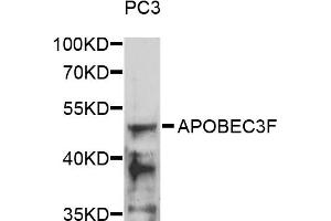 Western blot analysis of extracts of PC3 cells, using APOBEC3F antibody (ABIN5974975) at 1/1000 dilution. (APOBEC3F anticorps)