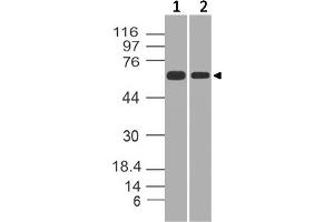 Image no. 1 for anti-Heterogeneous Nuclear Ribonucleoprotein K (HNRNPK) (AA 121-334) antibody (ABIN5027250) (HNRNPK anticorps  (AA 121-334))