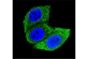 Confocal immunofluorescent analysis of HSPA1A antibody with HeLa cells followed by Alexa Fluor 488-conjugated goat anti-mouse lgG (green).