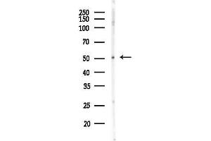 Western blot analysis of lysates from K562 cells, using CFP Antibody at 1/1000 dilution.