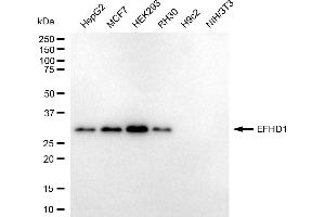 Western blotting analysis using EFHD1 antibody (ABIN7798424). (EFHD1 anticorps)