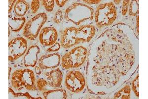 IHC image of ABIN7157690 diluted at 1:400 and staining in paraffin-embedded human kidney tissue performed on a Leica BondTM system. (KANK2 anticorps  (AA 410-585))