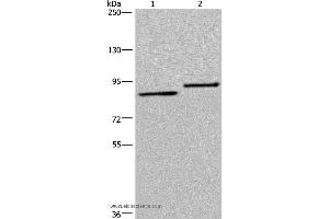 Western blot analysis of A549 and 293T cell, using TXLNA Polyclonal Antibody at dilution of 1:300 (alpha Taxilin anticorps)