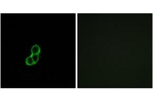 Immunofluorescence analysis of MCF7 cells, using OR5T3 Antibody. (OR5T3 anticorps  (AA 86-135))