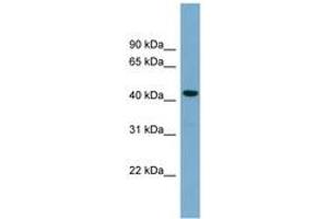 Image no. 1 for anti-Cell Division Cycle Associated 7-Like (CDCA7L) (C-Term) antibody (ABIN6744160) (CDCA7L anticorps  (C-Term))
