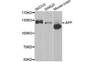 Western blot analysis of extracts of various cell lines, using APP antibody. (APP anticorps)
