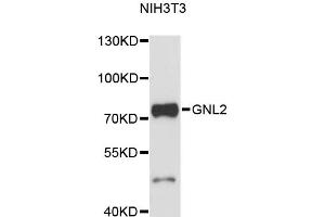Western blot analysis of extracts of NIH/3T3 cells, using GNL2 antibody (ABIN6291696) at 1:3000 dilution.