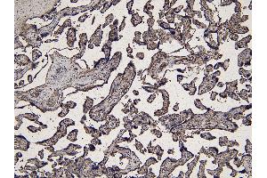 (ABIN185488) (6 μg/mL) staining of paraffin embedded Human Placenta.
