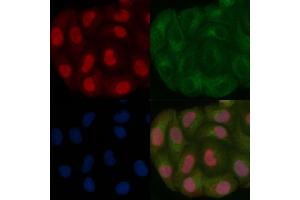 PCGF1 Mouse Monoclonal Antibody staining Hela cells by IF/ICC. (PCGF1 anticorps)