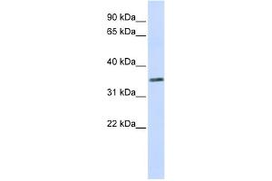 WB Suggested Anti-C2orf60 Antibody Titration:  0.