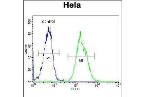 Flow cytometric analysis of Hela cells (right histogram) compared to a negative control cell (left histogram). (MAPRE1 anticorps  (N-Term))