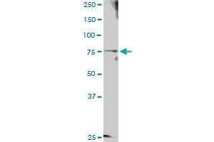 GTSE1 MaxPab rabbit polyclonal antibody. (GTSE1 anticorps  (AA 1-720))