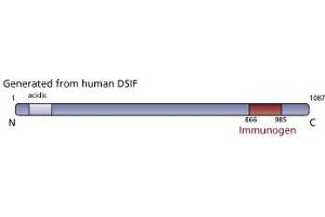 Image no. 1 for anti-CG7626 Gene Product From Transcript CG7626-RA (SPT5) (AA 866-985) antibody (ABIN968370) (CG7626 Gene Product From Transcript CG7626-RA (SPT5) (AA 866-985) anticorps)