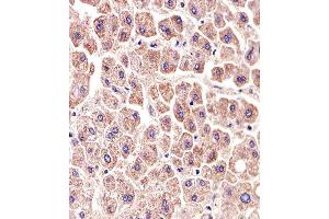 Paraformaldehyde-fixed, paraffin embedded human liver tissue, Antigen retrieval by boiling in sodium citrate buffer (pH6.