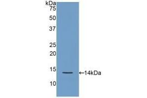 Detection of Recombinant REG3g, Rat using Polyclonal Antibody to Regenerating Islet Derived Protein 3 Gamma (REG3g) (REG3g anticorps  (AA 33-147))