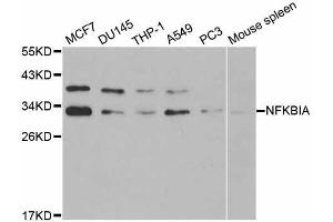Western blot analysis of extracts of various cell lines, using NFKBIA antibody (ABIN5998337) at 1/1000 dilution. (NFKBIA anticorps)