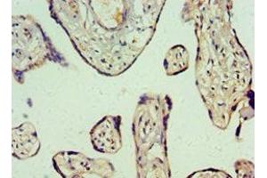Immunohistochemistry of paraffin-embedded human placenta tissue using ABIN7144490 at dilution of 1:100