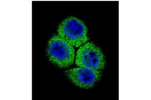 Image no. 1 for anti-Apurinic/Apyrimidinic Endonuclease 1 (APEX1) (AA 40-70), (N-Term) antibody (ABIN358027)
