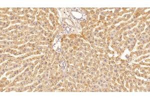 Detection of VEGFA in Rat Liver Tissue using Monoclonal Antibody to Vascular Endothelial Growth Factor A (VEGFA)