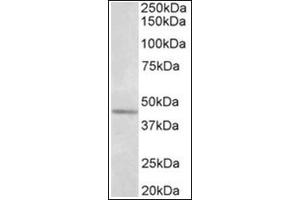 Western Blotting (WB) image for anti-Synaptotagmin V (SYT5) (AA 80-93), (Internal Region) antibody (ABIN1109186) (Synaptotagmin V anticorps  (Internal Region))