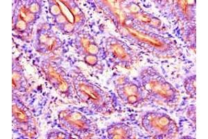 Immunohistochemistry of paraffin-embedded human small intestine tissue using ABIN7149322 at dilution of 1:100