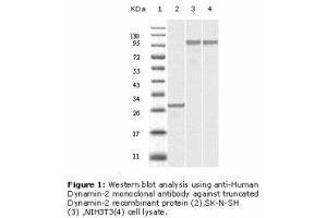 Image no. 2 for anti-Dynamin 2 (DNM2) antibody (ABIN232118) (DNM2 anticorps)