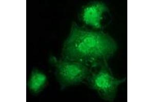 Anti-GSTT2 mouse monoclonal antibody (ABIN2453887) immunofluorescent staining of COS7 cells transiently transfected by pCMV6-ENTRY GSTT2 (RC200040). (GSTT2 anticorps)