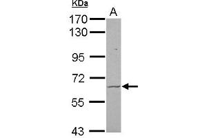 Image no. 2 for anti-Frizzled Family Receptor 9 (FZD9) (N-Term) antibody (ABIN1494023) (FZD9 anticorps  (N-Term))