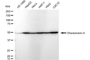 Western blotting analysis using Olfactomedin 4 antibody (ABIN7799698). (Recombinant Olfactomedin 4 anticorps)