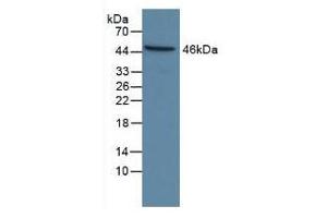 Rabbit Capture antibody from the kit in WB with Positive Control: Sample Human Hela cell lysate. (Caspase 9 Kit ELISA)