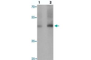 Western blot analysis of GDF1 in rat lung tissue with GDF1 polyclonal antibody  at (1) 1 and (2) 2 ug/mL. (GDF1 anticorps  (N-Term))