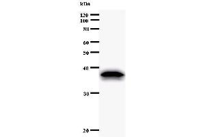 Western Blotting (WB) image for anti-Eukaryotic Translation Initiation Factor 2 Subunit 1 (EIF2S1) antibody (ABIN933102) (EIF2S1 anticorps)