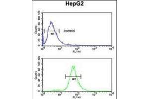 FBXL5 Antibody (N-term) (ABIN653358 and ABIN2842834) flow cytometric analysis of HepG2 cells (bottom histogram) compared to a negative control cell (top histogram).