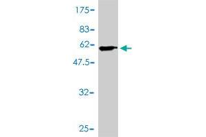 Western Blot detection against Immunogen (54.