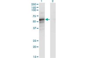 Western Blot analysis of PAIP1 expression in transfected 293T cell line by PAIP1 monoclonal antibody (M02A), clone 7E7.