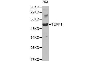 Western blot analysis of extracts of 293 cell line, using TERF1 antibody. (TRF1 anticorps  (AA 240-419))