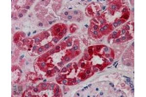 ABIN184920 (5µg/ml) staining of paraffin embedded Human Kidney. (Midline 2 anticorps  (C-Term))