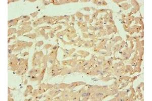 Immunohistochemistry of paraffin-embedded human heart tissue using ABIN7146530 at dilution of 1:100 (CAPNL1 anticorps  (Catalytic Subunit))
