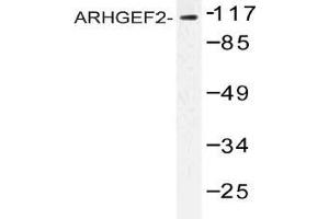 Western blot (WB) analysis of ARHGEF2 antibody in extracts from NIH cells. (ARHGEF2 anticorps)