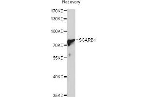 Western blot analysis of extracts of rat ovary, using SCARB1 Antibody (ABIN5970764) at 1/1000 dilution. (SCARB1 anticorps)
