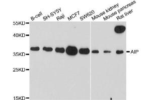 Western blot analysis of extracts of various cell lines, using AIP antibody. (AIP anticorps)
